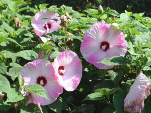 hibiscus_moscheutos.jpg